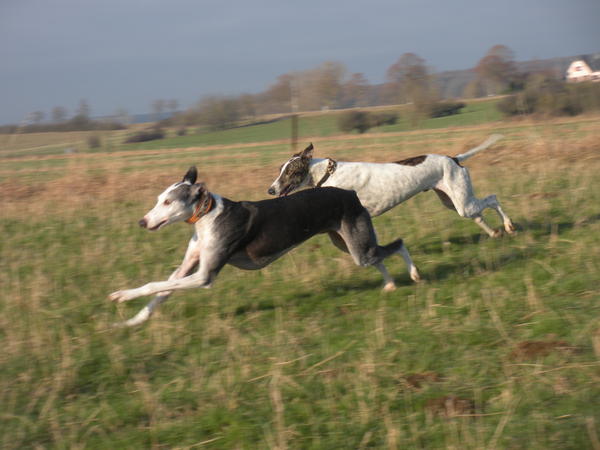 Galgo MATTEO aus Andalusien sucht ... -Galgo Lovers- - Seite 4 3531162