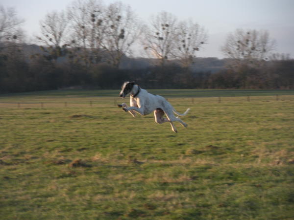 Galgo MATTEO aus Andalusien sucht ... -Galgo Lovers- - Seite 4 3531167