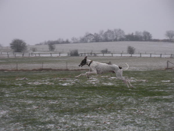 Galgo MATTEO aus Andalusien sucht ... -Galgo Lovers- - Seite 4 3543074