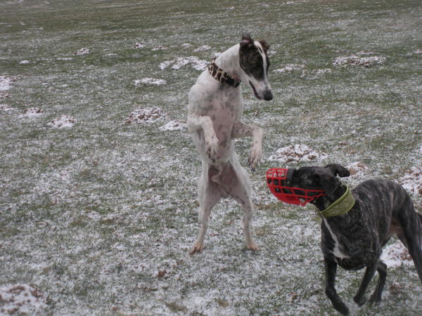 Galgo MATTEO aus Andalusien sucht ... -Galgo Lovers- - Seite 4 3543075