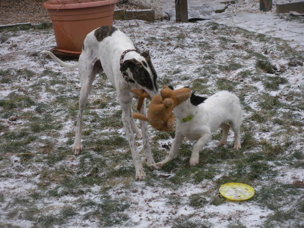 Galgo MATTEO aus Andalusien sucht ... -Galgo Lovers- - Seite 4 3543094