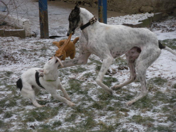 Galgo MATTEO aus Andalusien sucht ... -Galgo Lovers- - Seite 4 3543095