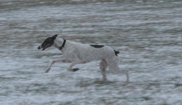 Galgo MATTEO aus Andalusien sucht ... -Galgo Lovers- - Seite 5 3563544