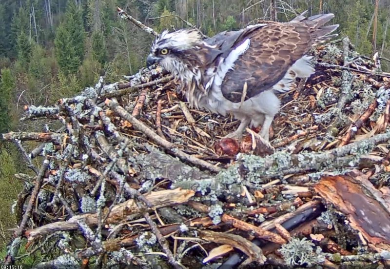 Osprey Kalakotkas 2019-2020 - Pagina 3 35658173ao