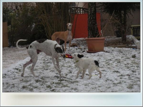 Galgo MATTEO aus Andalusien sucht ... -Galgo Lovers- - Seite 5 3577342