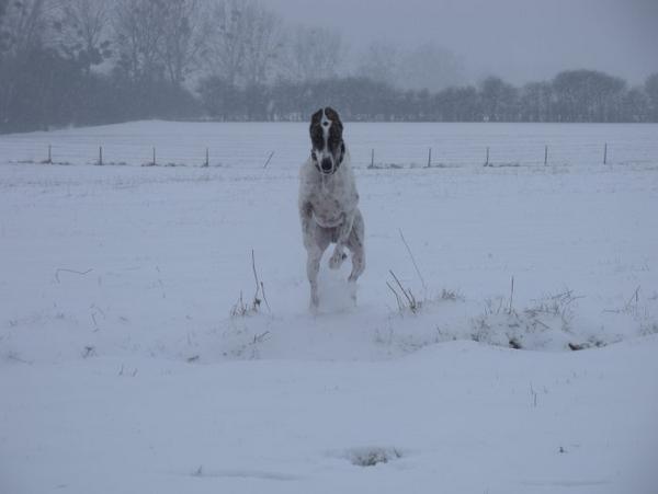 Galgo MATTEO aus Andalusien sucht ... -Galgo Lovers- - Seite 5 3583138