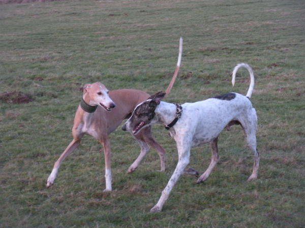 Galgo MATTEO aus Andalusien sucht ... -Galgo Lovers- - Seite 5 3610388