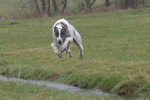 Galgo MATTEO aus Andalusien sucht ... -Galgo Lovers- - Seite 6 3622222