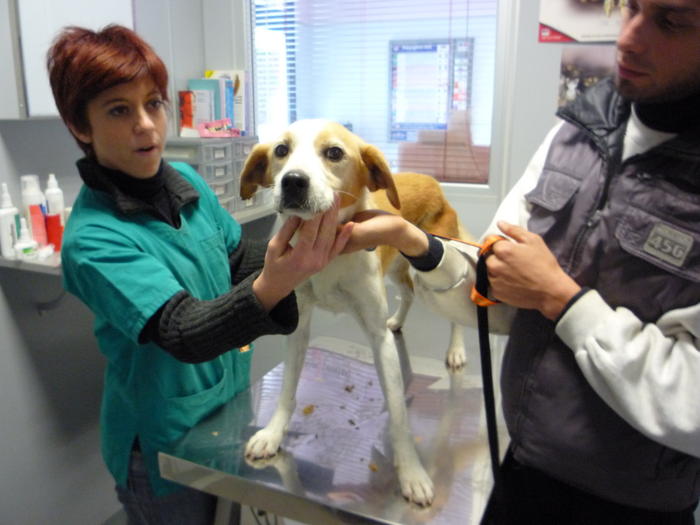 Astro, event Beaglemix dringend Ps oder ES gesucht 3628233