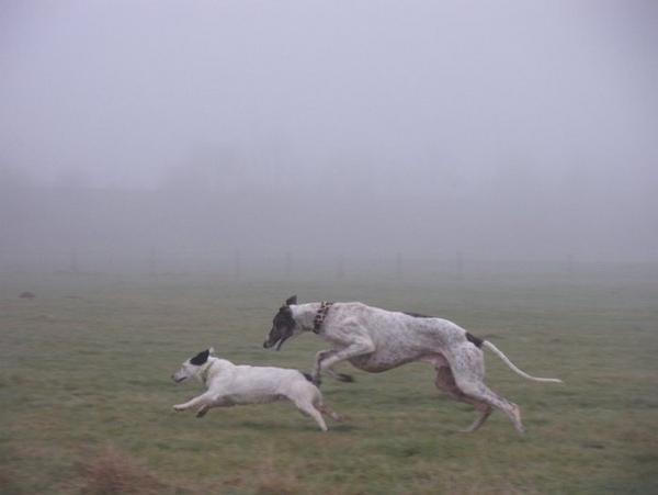 Galgo MATTEO aus Andalusien sucht ... -Galgo Lovers- - Seite 6 3630149