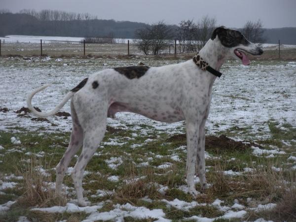 Galgo MATTEO aus Andalusien sucht ... -Galgo Lovers- - Seite 6 3673542