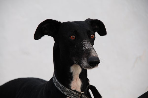 Galga La Stella in San Anton sucht -New Graceland- 3700946