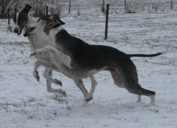 Galgo MATTEO aus Andalusien sucht ... -Galgo Lovers- - Seite 8 3786806