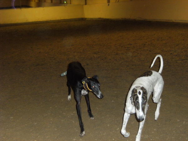 Galgo MATTEO aus Andalusien sucht ... -Galgo Lovers- - Seite 8 3786885