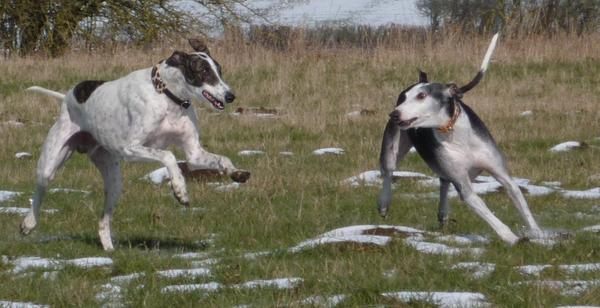 Galgo MATTEO aus Andalusien sucht ... -Galgo Lovers- - Seite 8 3798281