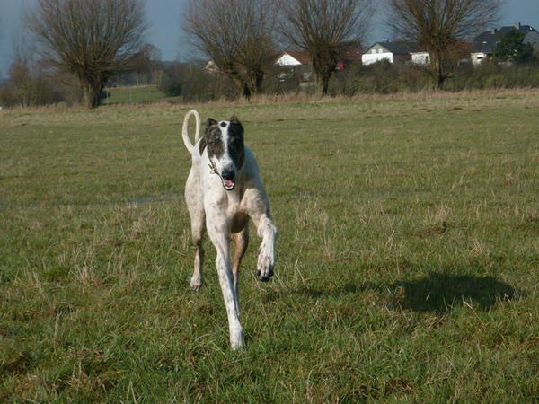 Galgo MATTEO aus Andalusien sucht ... -Galgo Lovers- - Seite 8 3813278