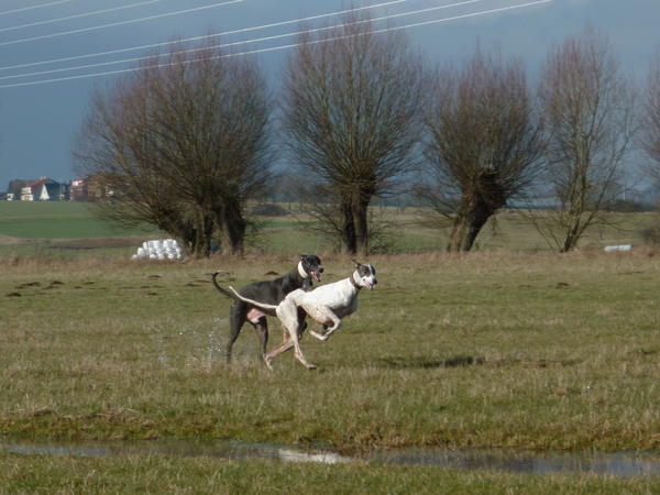 Galgo MATTEO aus Andalusien sucht ... -Galgo Lovers- - Seite 8 3813330