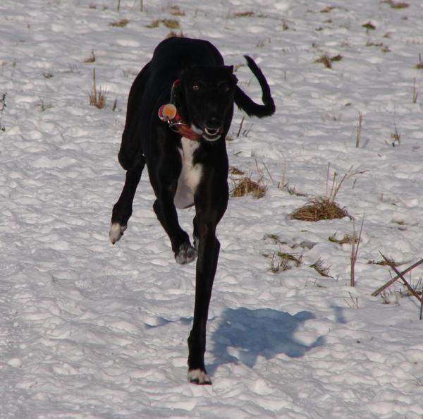 Galgo Mauro aus Andalusien sucht ... -Galgo-Lovers- 3821685