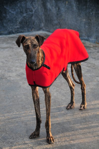 Galgo GALLINDO aus San Anton sucht ... Galgo-Hilfe.de 3821736