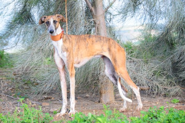 Galga EMMA aus San Anton sucht ... 3821780