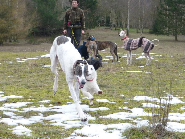 Galgo MATTEO aus Andalusien sucht ... -Galgo Lovers- - Seite 8 3824186