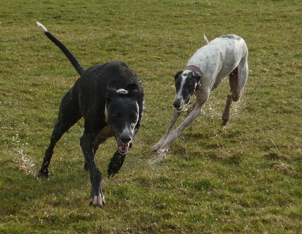 Galgo MATTEO aus Andalusien sucht ... -Galgo Lovers- - Seite 9 3853106