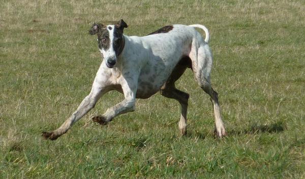 Galgo MATTEO aus Andalusien sucht ... -Galgo Lovers- - Seite 9 3886890