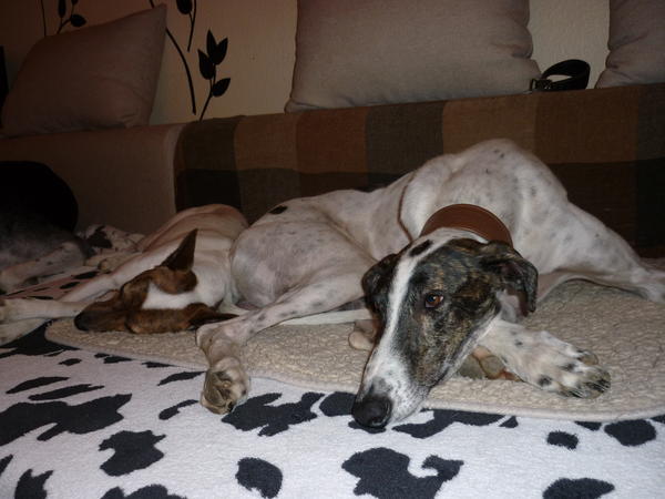 Galgo MATTEO aus Andalusien sucht ... -Galgo Lovers- - Seite 9 3900438