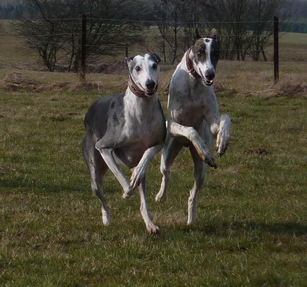 Galgo MATTEO aus Andalusien sucht ... -Galgo Lovers- - Seite 9 3919648