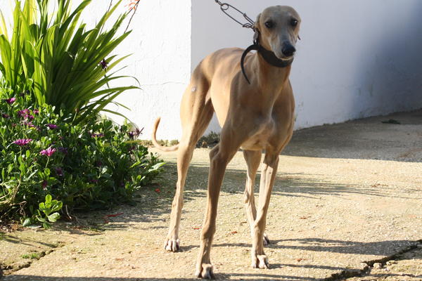 Galga BOMBA aus Andalusien sucht ... NEW GRACELAND 3959060