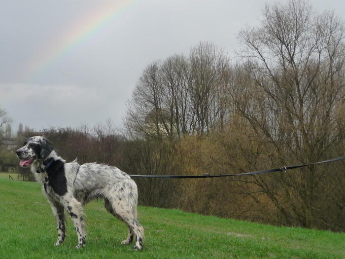 Jule (Lori) - tauber Hund, na und? - vermittelt 4044326