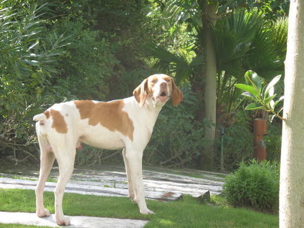 Pointer DIAMOND aus der Perrera Gesser sucht dringend .. 4054142