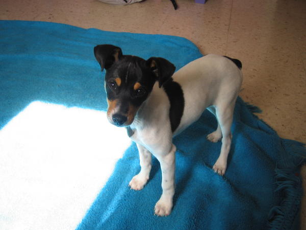 Ratonero-Welpe Dogo (jetzt DIEGO) aus Andalusien sucht ... 4057852