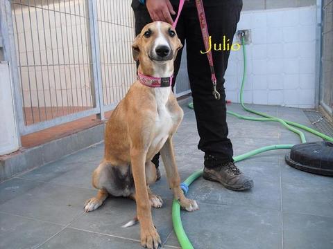 Galgo-Mix Julio, ca 1 Jahr, sucht Familie 4078079