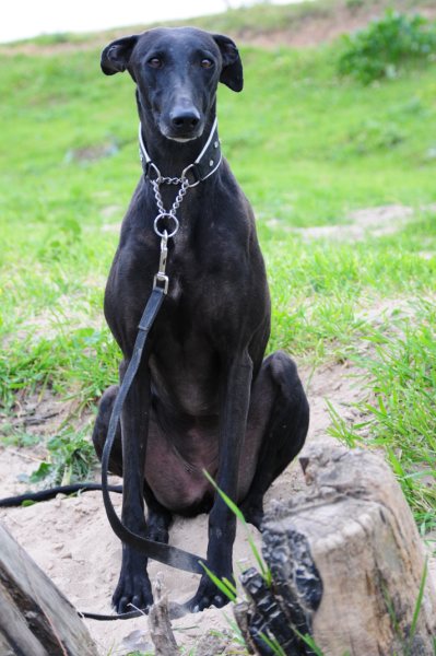 Galga FANNY aus San Anton sucht ... New Graceland 4120823