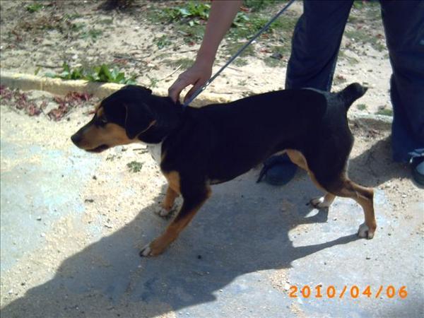 Mischlingshündin NENA aus Andalusien sucht ... 4206308