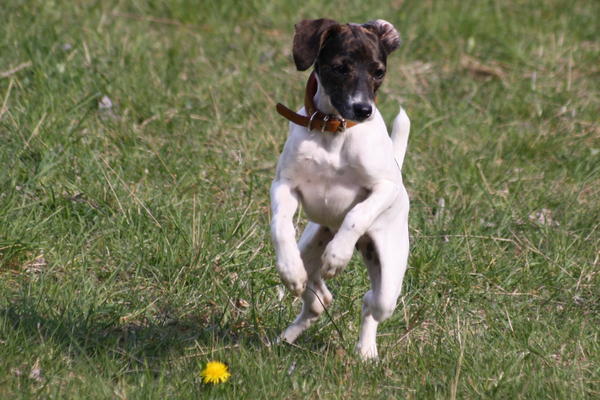 Ratonera-Mix Estee (jetzt KIKA) aus San Anton ... Galgo-Lovers.org 4227328