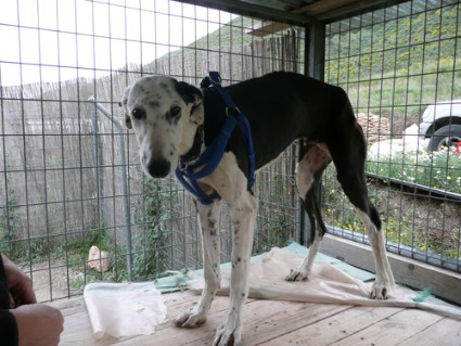 Galgo REY aus Murcia sucht ... reserviert! 4283246