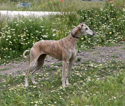 Galga SARA aus Murcia sucht ... 4283453