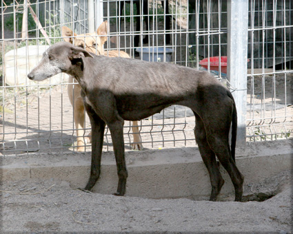 Galga CHEYENNE aus Murcia sucht ... 4295762