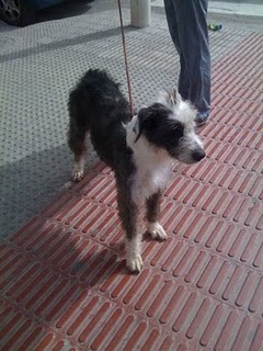 Bobtail Bimba sucht ein neues Zuhause 4439477