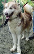 Dringend Pflegestelle für Husky/Husky-Mix Nalle und Akka gesucht 4445370