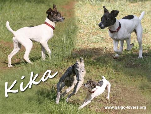 Ratonera-Mix Estee (jetzt KIKA) aus San Anton ... Galgo-Lovers.org - Seite 2 4468288