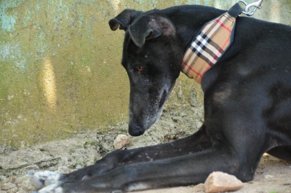 Galgo Hipi (jetzt LOUIS) aus San Anton sucht ... 4502137