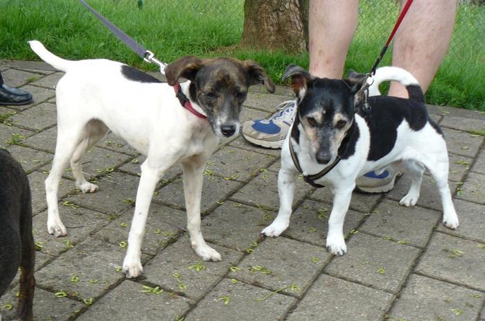 Ratonera-Mix Estee (jetzt KIKA) aus San Anton ... Galgo-Lovers.org - Seite 2 4550025