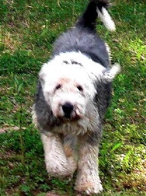 Bobtail Bill sucht ganz dringend ein neues Zuhause 4589855