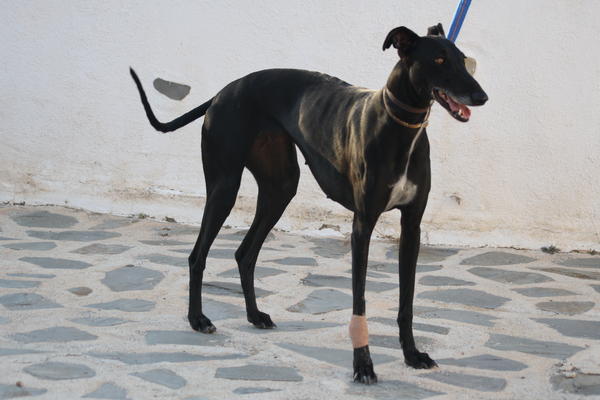 Galga ALEXA aus Murcia sucht ... RESERVIERT 4676447