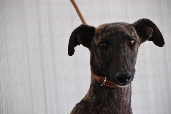 Galgo NEO aus San Anton sucht ... 4695383