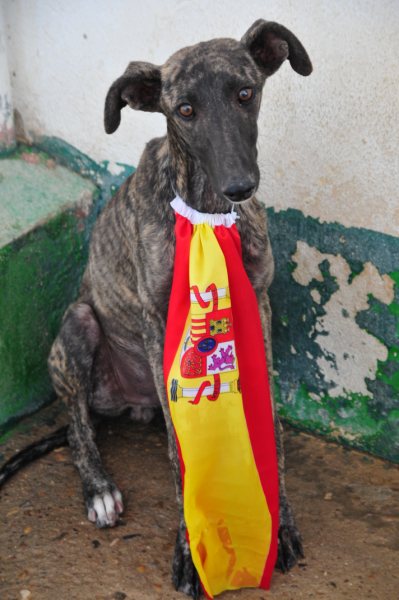 Galgo NEO aus San Anton sucht ... 4713692