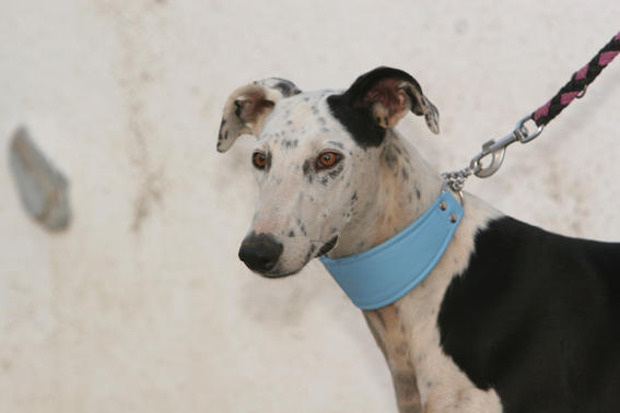 Galgo REY aus Murcia sucht ... reserviert! 4740378